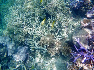 海底多彩珊瑚与灵动小鱼