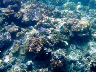 海底多彩珊瑚景观