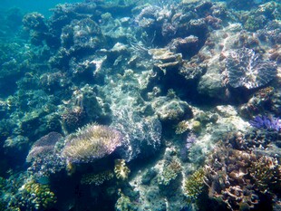 海底多彩珊瑚景观