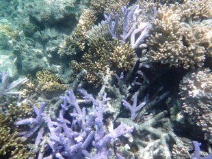 海底紫色海星与珊瑚景观