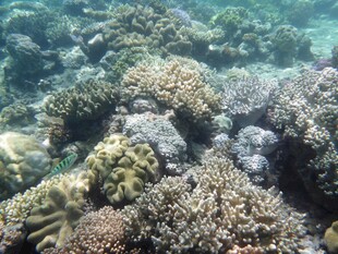 海底多彩珊瑚景观