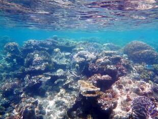 海底绚烂珊瑚景观