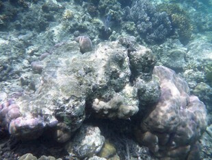 海底多彩珊瑚景观