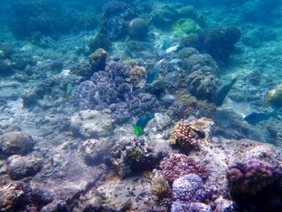 海底多彩珊瑚景观
