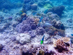 海底五彩珊瑚与灵动小鱼