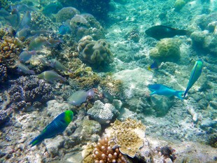 海底多彩鱼群与珊瑚景观