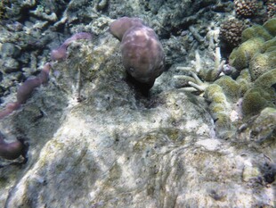海底岩石上的紫色海洋生物