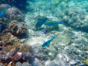 海底多彩鱼群与珊瑚景观