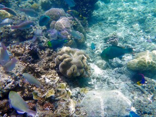 海底多彩珊瑚景观