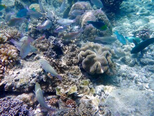 海底多彩珊瑚与海洋生物