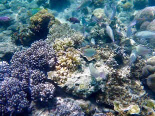 海底多彩珊瑚与游动小鱼