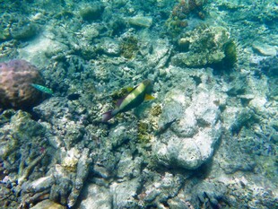 海底世界的多彩鱼类景观