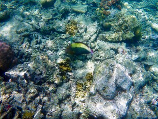 海底斑斓世界中的小鱼