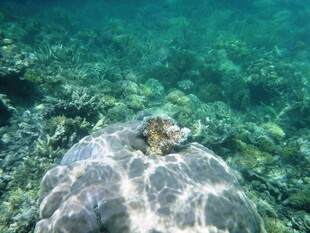 海龟背上的寄居蟹