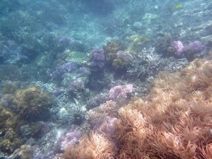 海底多彩珊瑚景观