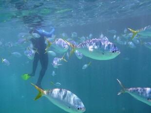 潜水员与群鱼共游海底