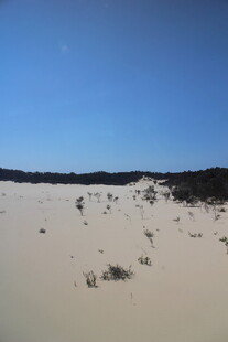 广袤沙地与稀疏植被景观