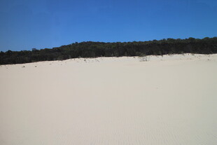 蓝天雪地间的森林景观