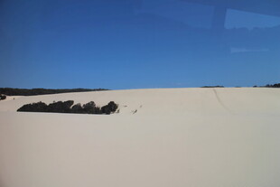 广袤沙漠中的植被景观