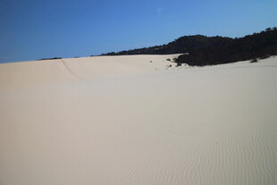 广袤沙漠与远处植被景观