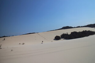 广袤沙漠中的零星植被