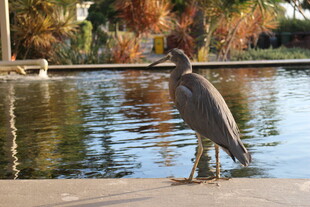 岸边灰鹭静立赏秋景