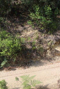 山间土路旁的绿植景观