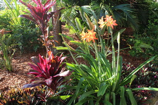 多彩热带植物景观