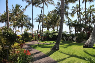 热带花园中的绿荫小径