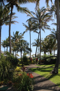 热带风光中的棕榈树小径