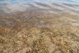 浅滩水底的稀疏水草