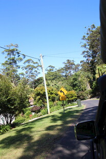 乡村林荫小道风景
