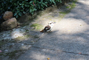 路边休憩的鸟儿