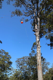 树上悬挂的红色物件