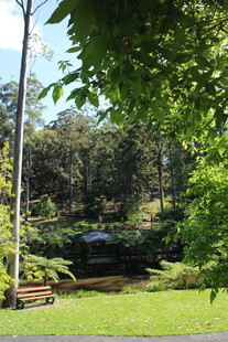 静谧林间池塘美景