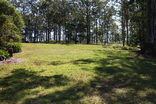 阳光照耀下的林间草地