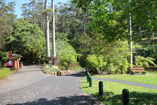 林间静谧小道 自然景致