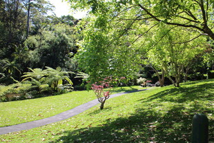 林间小径 绿意盎然的景致