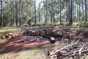 森林中的坑洼与杂乱木堆