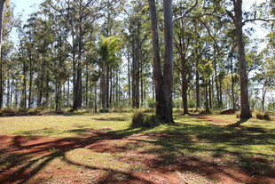 阳光洒落的静谧树林