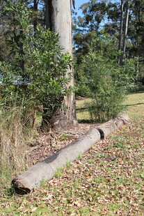 林间倒地树干与绿植景观