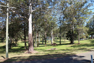 公园内的树木与开阔草地