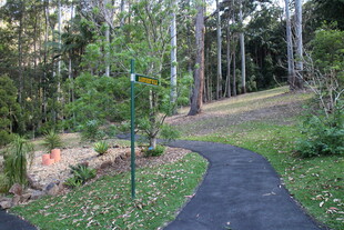 林间幽静小径 绿意盎然