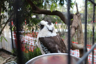 笼中白头鹰
