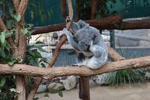 考拉栖息在木架上