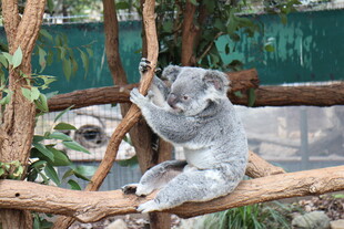 考拉惬意抱树干