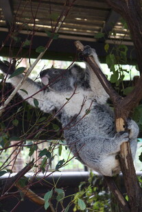 树上酣睡的猫咪