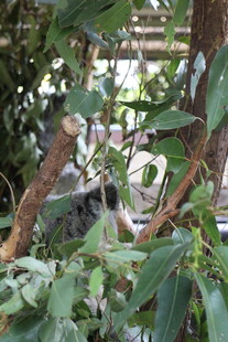 枝叶间的隐秘景象