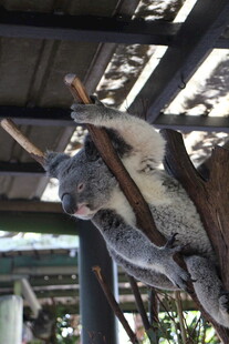 树上酣睡的考拉