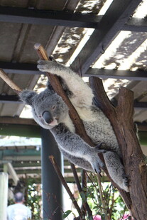 树上休憩的考拉